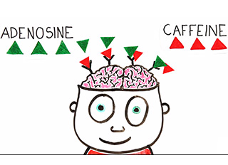 Mnet 137838 Coffee Brain Lead
