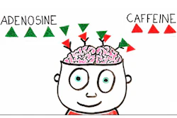 Mnet 137838 Coffee Brain Lead
