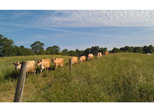 Mnet 137900 Dairy Farmers Lead