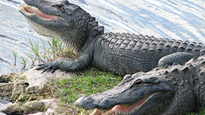 Mnet 137909 Alligator Food Lead