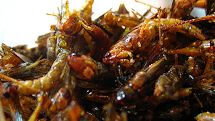 Mnet 138398 Grasshopper Food Lead