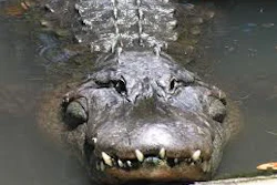 Mnet 36419 Alligator