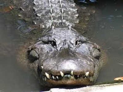Mnet 36419 Alligator