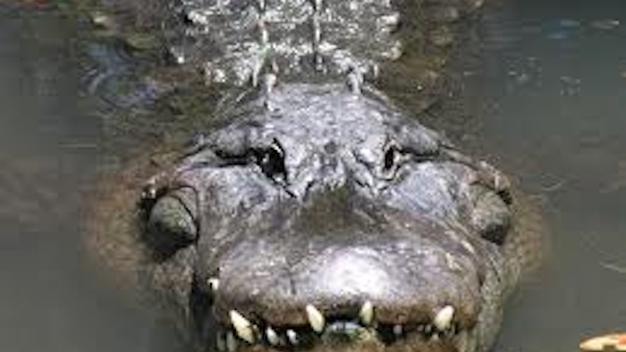 Mnet 36421 Alligator 1