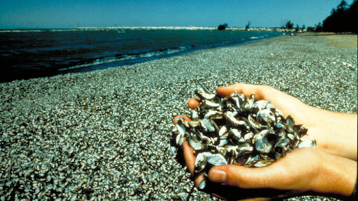 Mnet 36488 Zebramussels 1