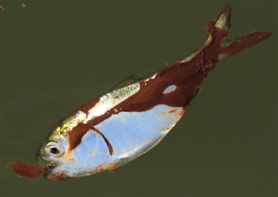 Mnet 118743 Oil Spill Fish