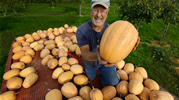 Mnet 138618 Morton Pumpkin Lead