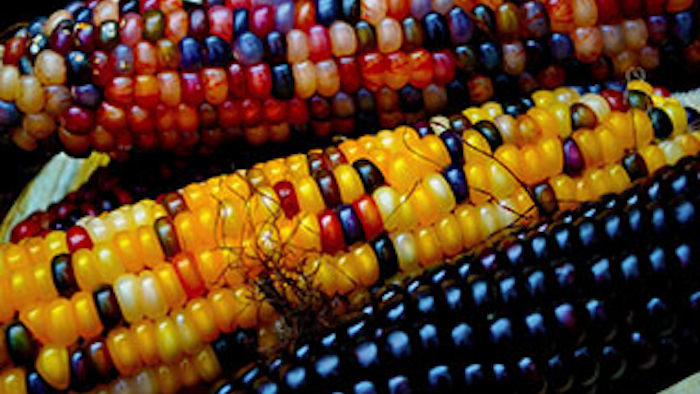 Mnet 138785 Indian Corn Lead