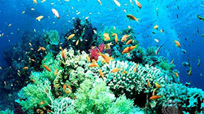 Mnet 138791 Tropic Fish Lead