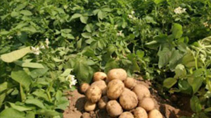 Mnet 138852 Maine Crops Lead