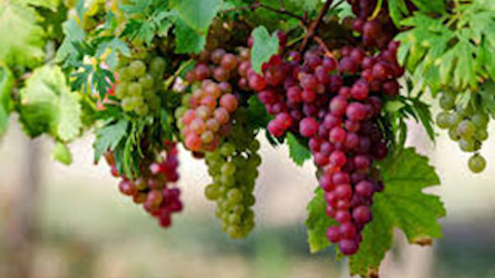 Mnet 138854 Grape Disease Lead