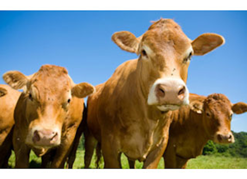 Mnet 138948 Food Label Cow Lead