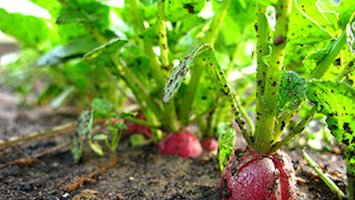 Mnet 139309 Sustainable Food Pic Lead