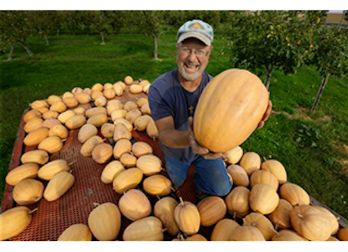Mnet 183819 Morton Pumpkin Lead 0