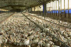 Mnet 37325 Chicken Farm Compressed