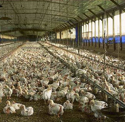 Mnet 37325 Chicken Farm Compressed