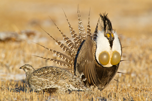 Mnet 118990 Grouse 0