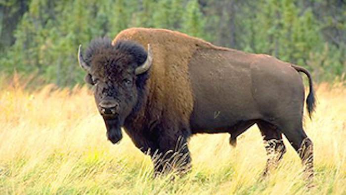 Mnet 139345 Bison Day Lead