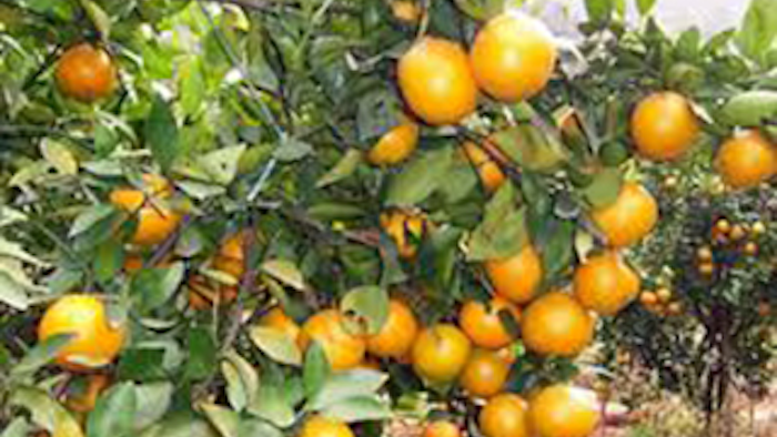 Mnet 139512 Tangerine Grove Lead