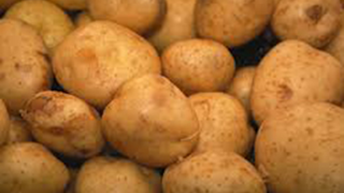Mnet 139530 Gmo Potato Lead