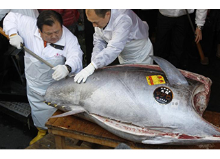 Mnet 139540 Bluefin Tuna Lead