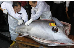 Mnet 139540 Bluefin Tuna Lead