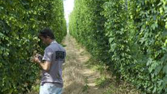 Mnet 139867 Hops Growers Lead 0