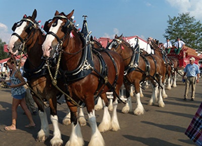 Mnet 139888 Bud Horses Lead