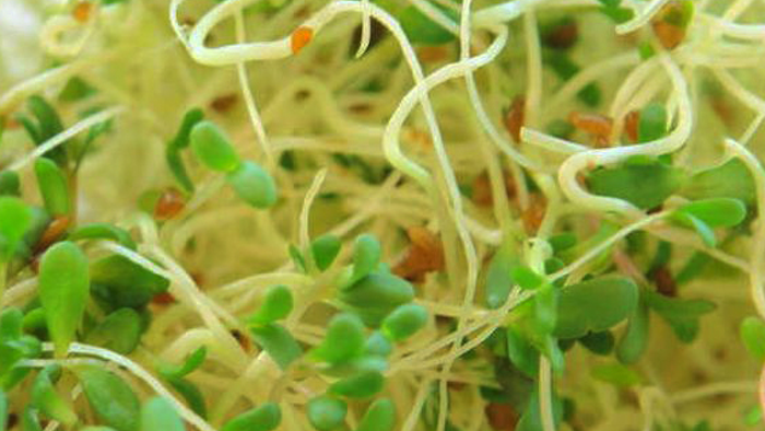 Mnet 38942 Sprouts 1