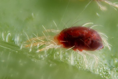 Mnet 119035 Spider Mite 0