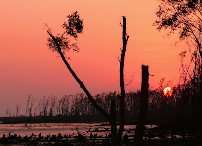 Mnet 119180 Sundarbans 0