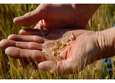 Mnet 139941 Durum Crop Lead