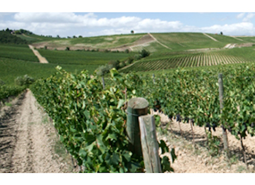 Mnet 140147 Wine Sustainability Lead