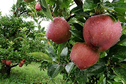 Mnet 140194 Apple Crops Lead