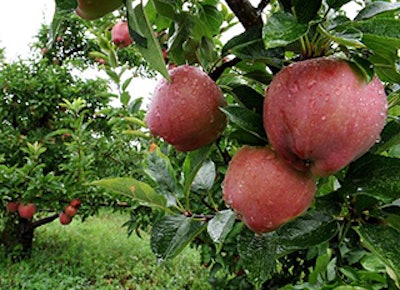 Mnet 140194 Apple Crops Lead