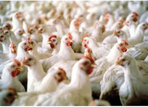Mnet 140299 Avian Flu Chickens Lead