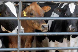 Mnet 39145 120712 Dairy Cows Ap 3281 1