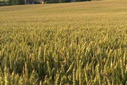 Mnet 39569 Industrial Wheat 1