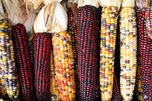 Mnet 119416 Corn1 0