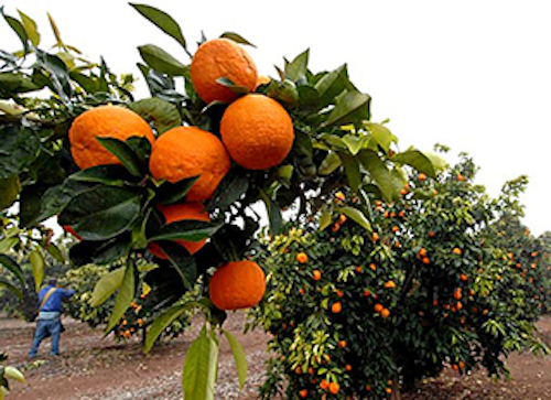 Mnet 140520 California Oranges Lead