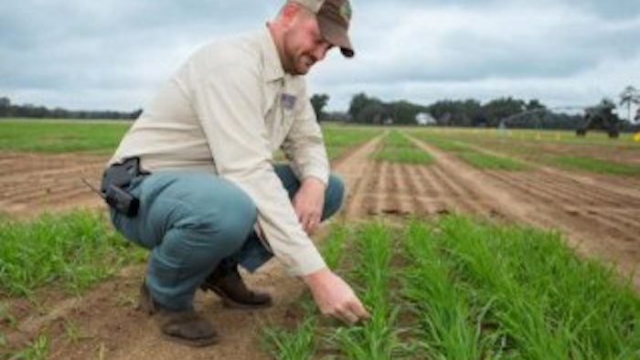 Mnet 140752 Wheat Yield Lead