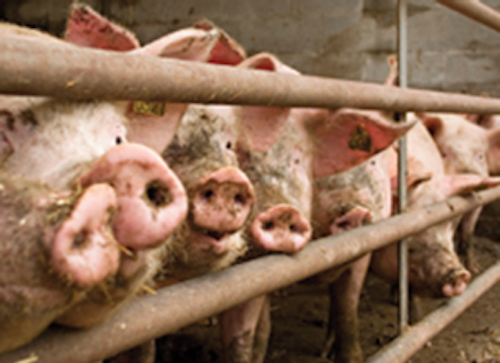 Mnet 140771 Hog Farm Lead