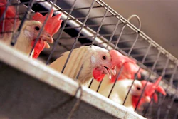 Mnet 41067 Salmonella 1