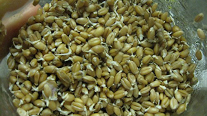 Mnet 141254 Sprouted Grains Lead