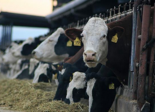 Mnet 141257 Idaho Dairies Lead