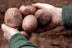 Mnet 141308 Potato Field Lead