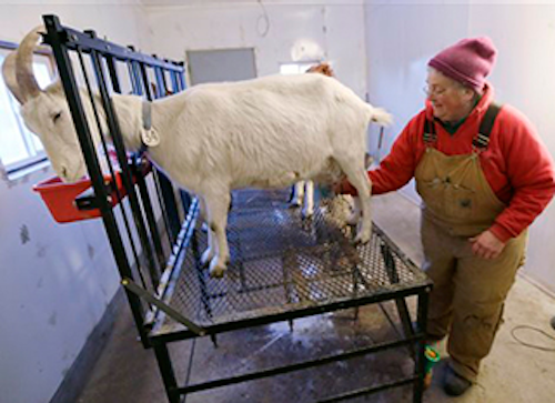 Mnet 141699 Goat Milk Lead
