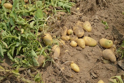 Mnet 120054 Potfarm 0