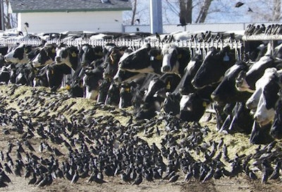 Mnet 120220 Birdkillings