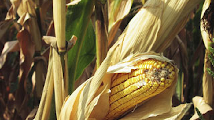 Mnet 141928 Gmo Corn Seeds Lead
